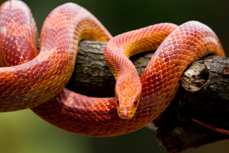 What is a CORN SNAKE
