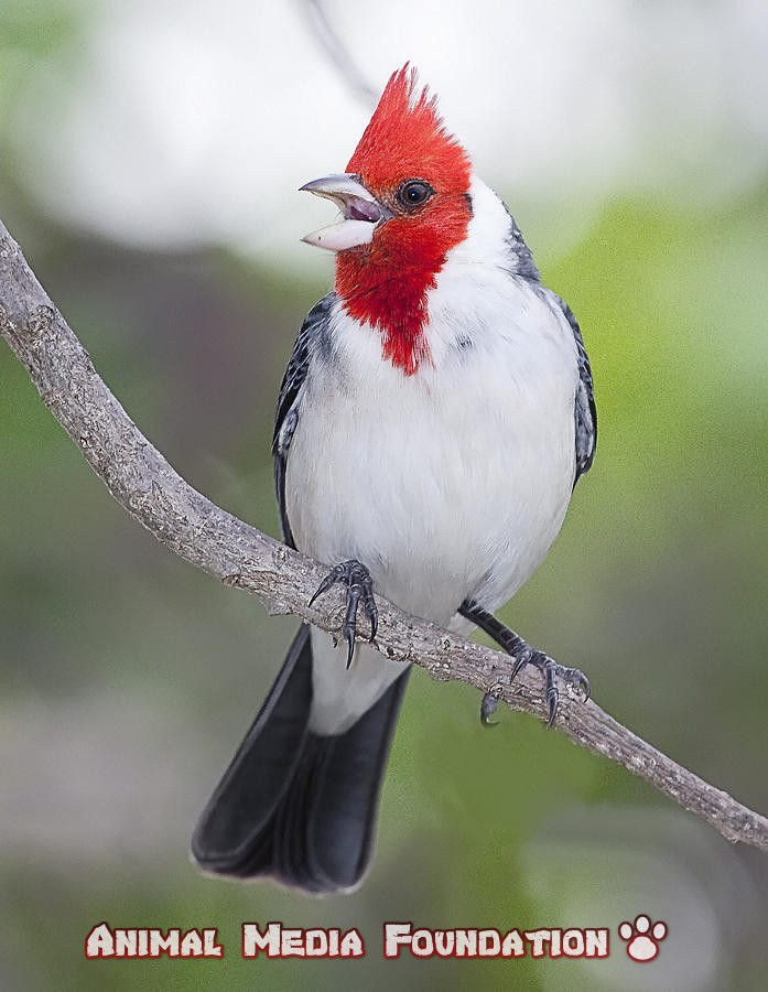 What is Red-crested Cardinal