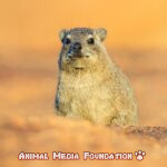 What is Rock Hyrax?