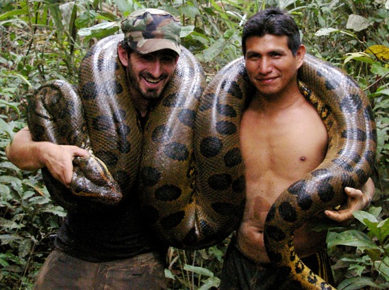 Wildlife in the Amazon