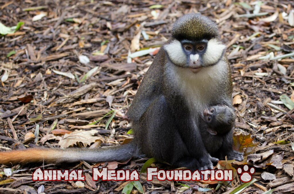 SCHMIDT'S RED-TAILED MONKEY