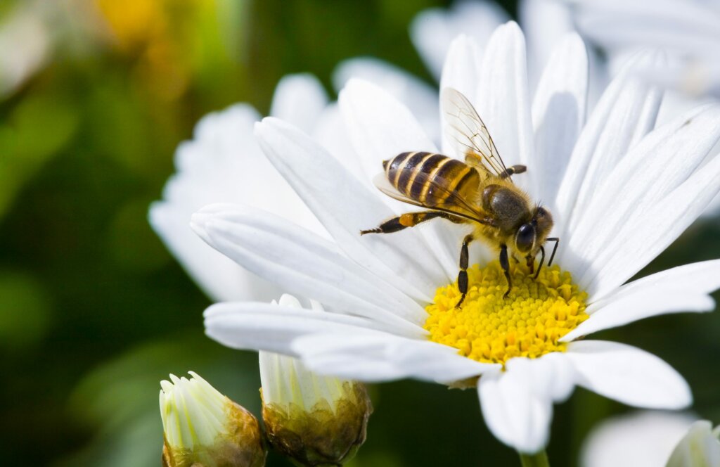 shutterstock 330159362 scaled 1 - Bees are Disrupting the Entire Fertilizer Industry - May 16, 2022