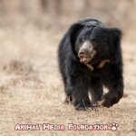 7 Interesting Facts About Sloth Bears!