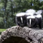 The Truth About Striped Skunk: 8 Surprising Facts You Didn’t Know
