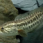 northern snakehead fish