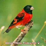 What is Red Siskin?