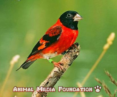 What is Red Siskin