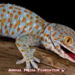The Fascinating Tokay Gecko: Everything You Need To Know