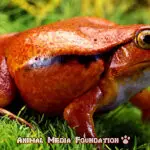 The Fascinating Tomato Frog: Everything You Need To Know
