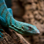 What is EMERALD TREE MONITOR?