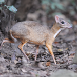 The Larger Malay Mouse-Deer: A Rare and Endangered Species