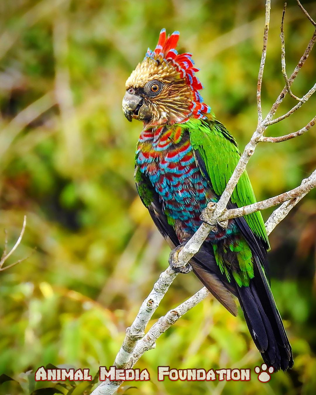 Hawk-Headed Parrots