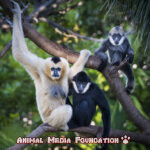 What is White-cheeked Gibbon?