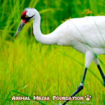 The Fascinating Whooping Crane! – Part.2