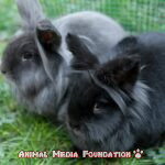 Interesting Facts About Lionhead Rabbits!