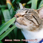 Are plants poisonous to cats
