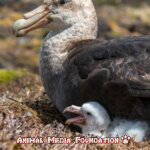 The Fascinating Giant Petrel!