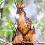 The Fascinating Hoatzin: Everything You Need To Know
