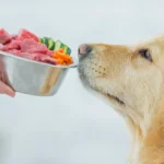 Different types of diets for sick dogs!