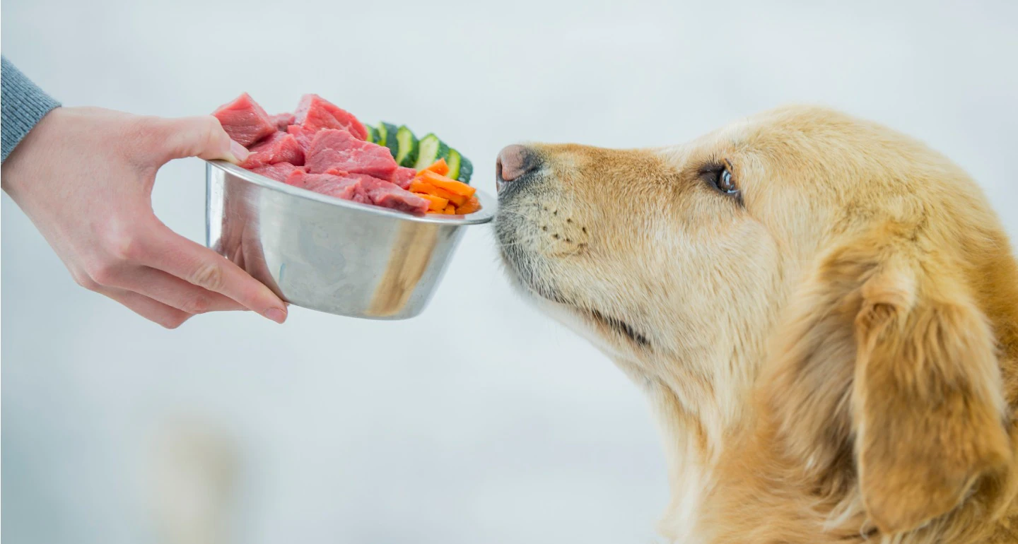 Different types of diets for sick dogs