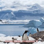 The Fascinating World of Antarctica