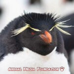 Interesting Facts About Rockhopper Penguin!