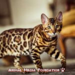 Does a Bengal Cat Look Like a Toyger Cat?