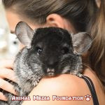 Is Chinchilla food poisonous to humans? 