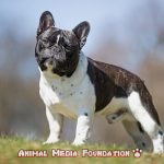 Do you want to buy a French Bulldog?