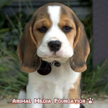 Interesting Facts About Beagle