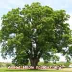 Oldest oak trees in the world