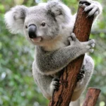 The Fascinating Koala: Everything You Need To Know