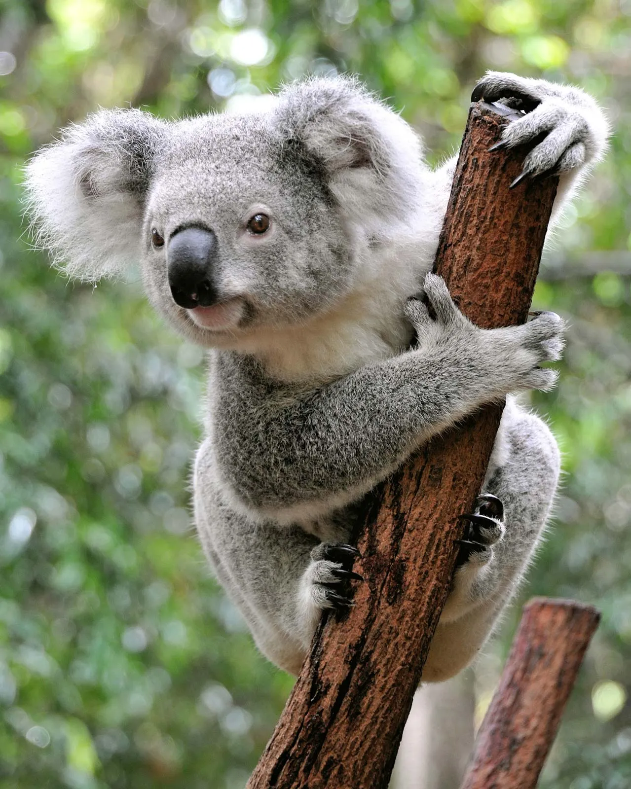 Fascinating Koala