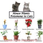 Which are poisonous plants for cats?