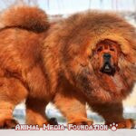 Tibetan mastiff dog breed!