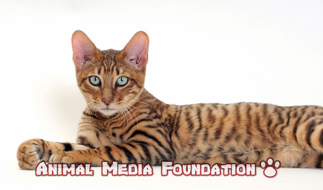 Do you like Toyger cats