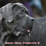 How dangerous a Cane Corso dog is?