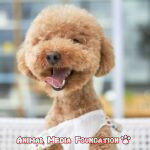 Do you know everything about your poodle? – Read this