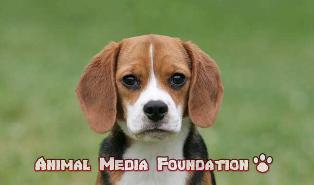 Interesting Facts About Beagle