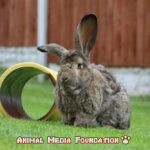 Continental giant rabbit breed!