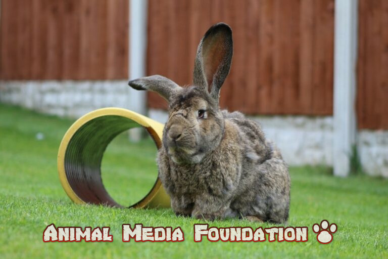 Continental giant rabbit breed! Animal Media Foundation