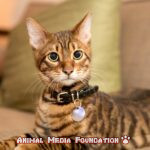 Do you like Toyger cats?
