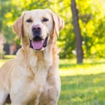 8 Interesting Facts About Dogs with diabetes You Probably Didn’t Know