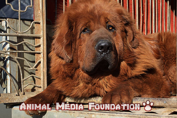 Tibetan mastiff dog breed