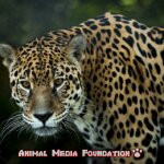 The Fascinating Jaguar: Everything You Need To Know!