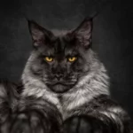 The big maine coon