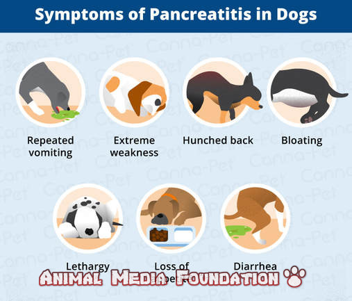 pancreatitis in dogs