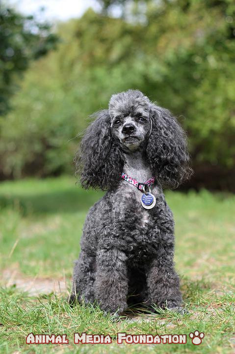 everything about your poodle