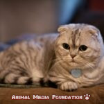 What do you know about the Scottish Fold cat?