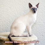 What do you know about the Siamese cat?